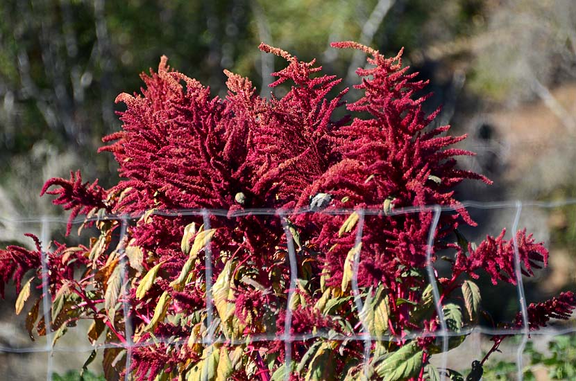 Close Up of Amaranth