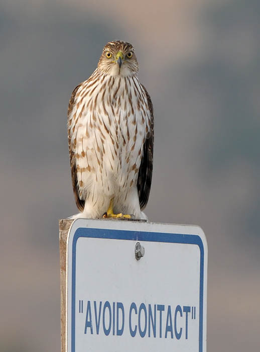 Coopers Hawk - Avoid Contact