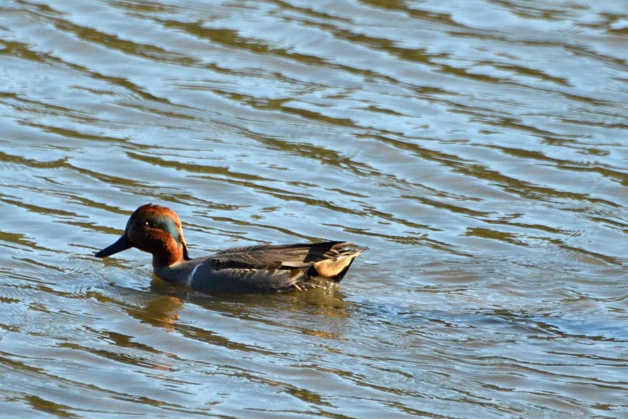 Green-Winged Teal