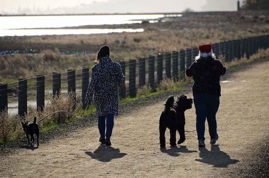 Santa Hat Dog Walkers