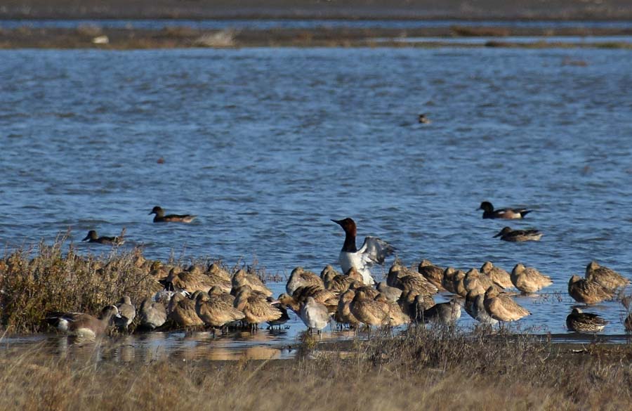One Canvasback Stands Tall