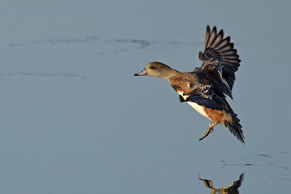 Wigeon About to Land