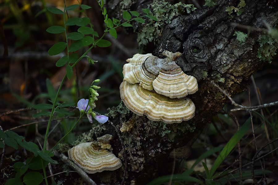 Turkey Tail Fungus & Wild Peas