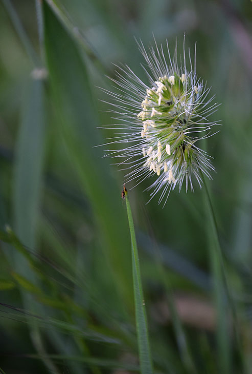 Weed That Looks Like A Caterpillar