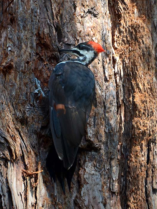 Pileated Woodpecker 3