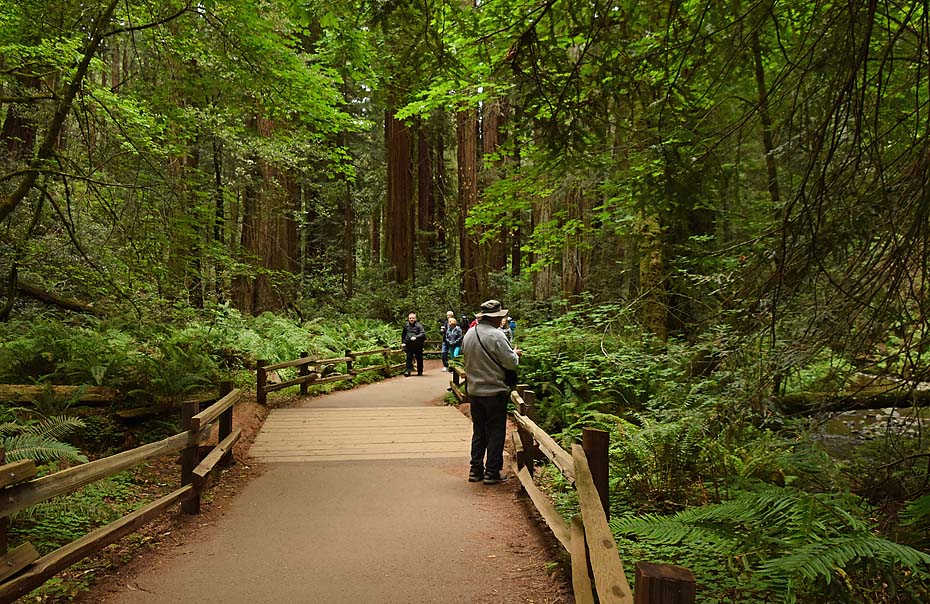 Muir Woods Path