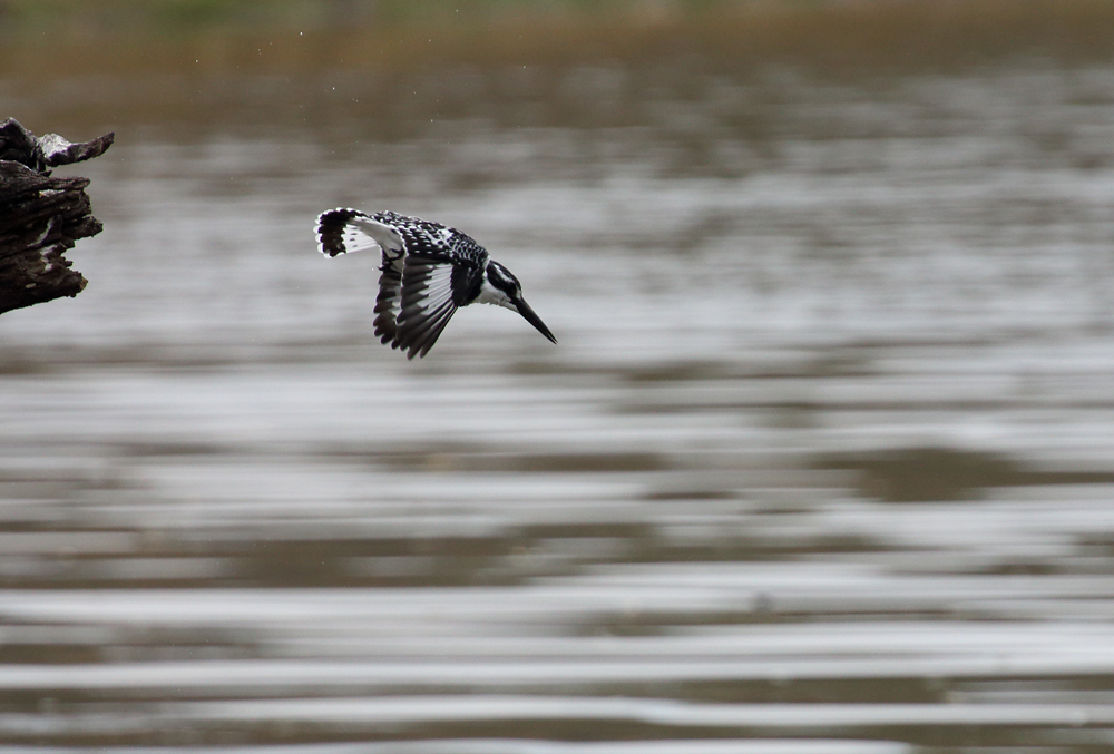 Pied Kingfisher diving