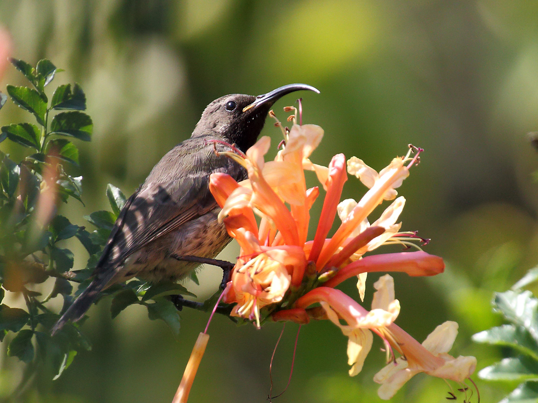 Female