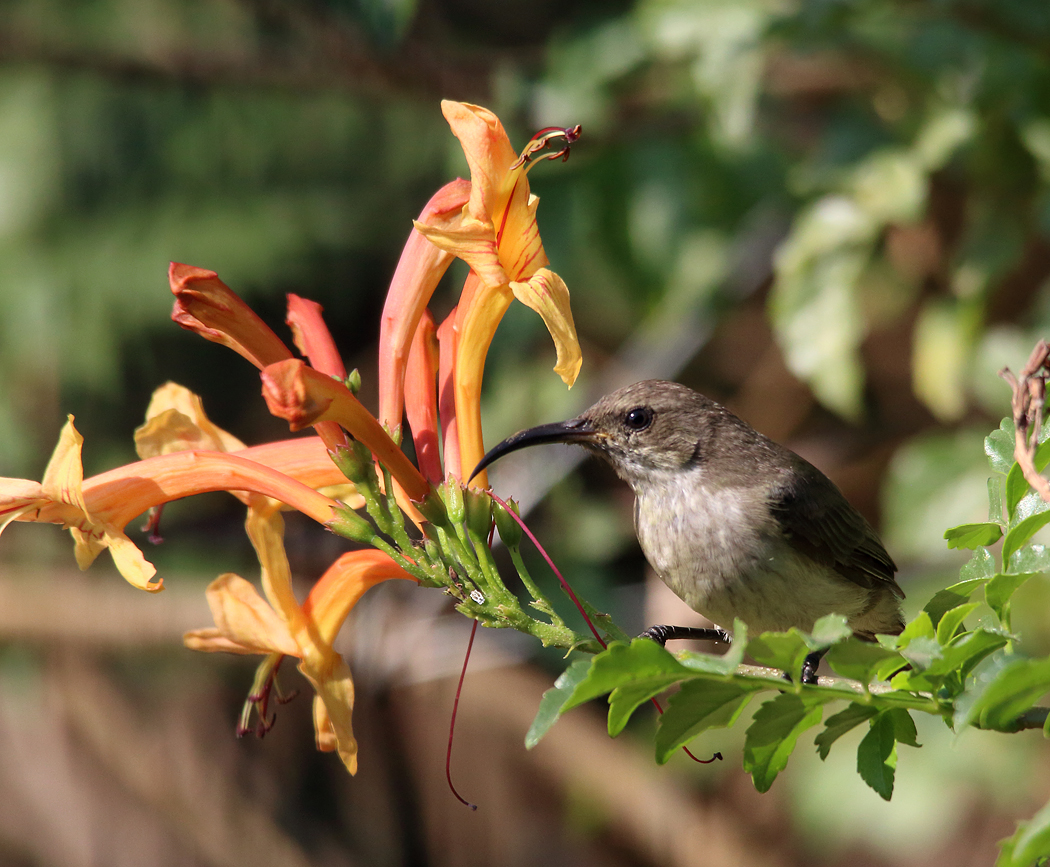 Female Sunbird