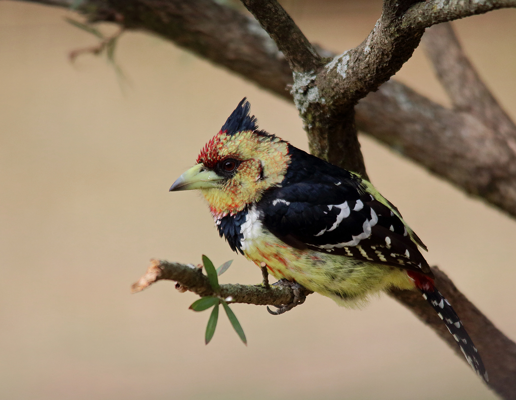 Crested Barbet