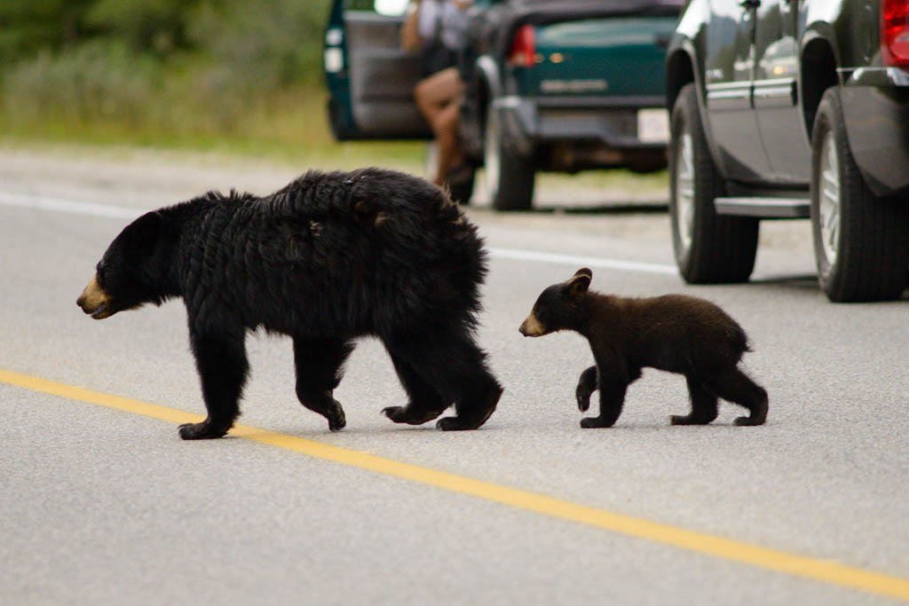 Black Bears Xing