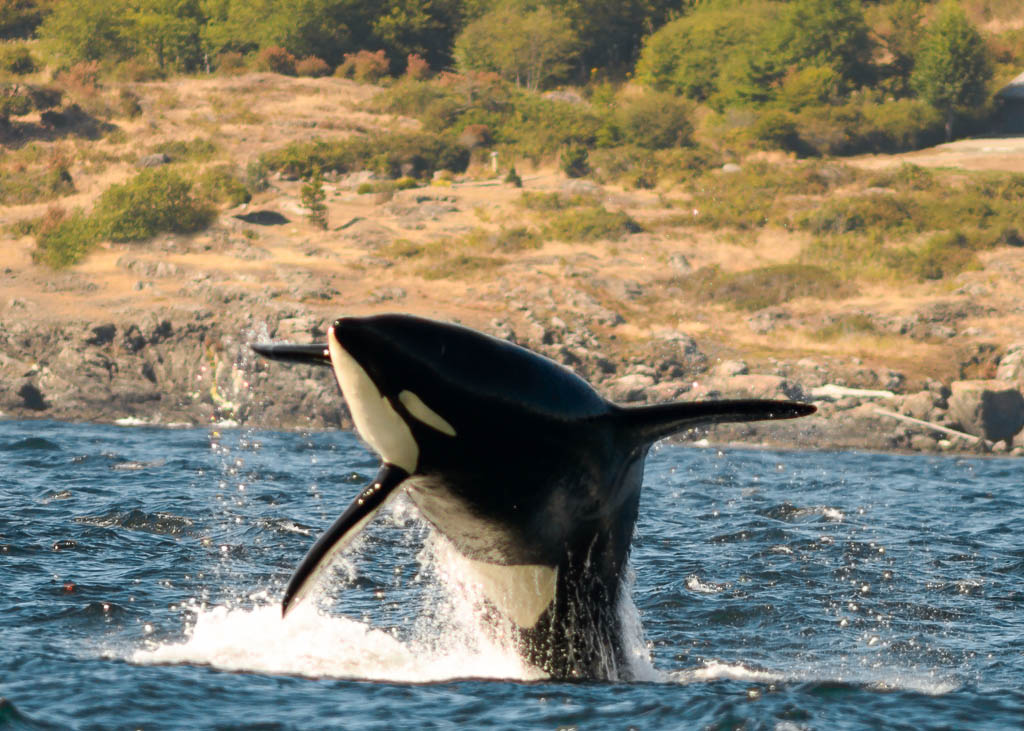 Whale Watching near Victoria, Vancouver Island