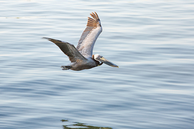 Pelican Glides