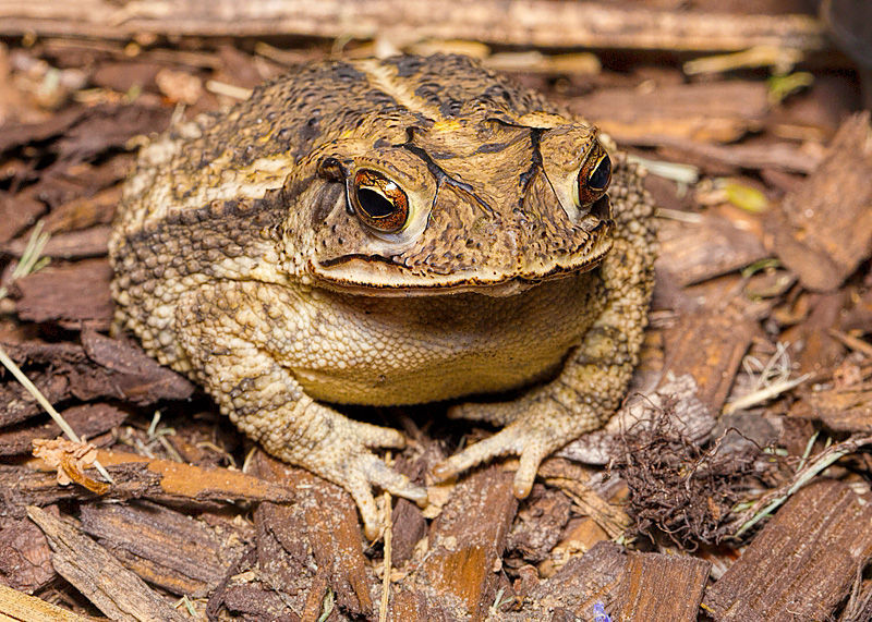 Gulf Coast Toad