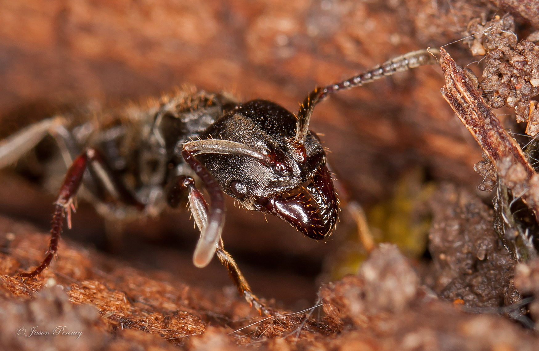Rapacious Panther Ant - Pachycondyla harpax