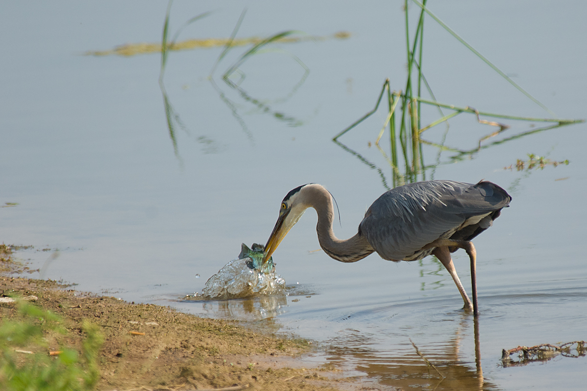 GREAT BLUE HERON