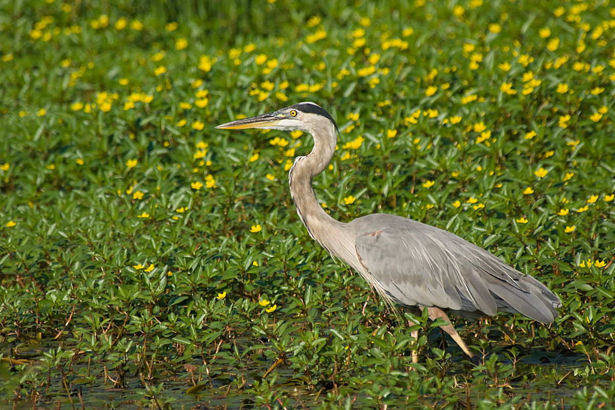 GREAT BLUE HERON