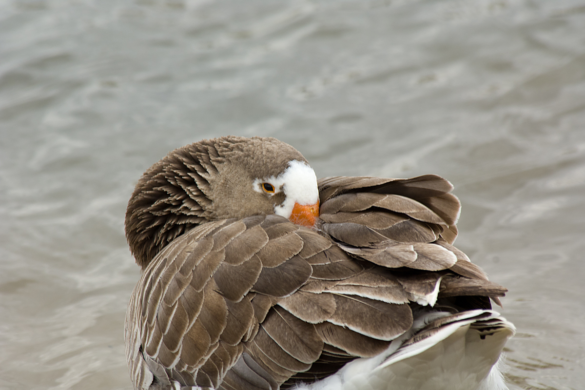 GREYLAG GOOSE