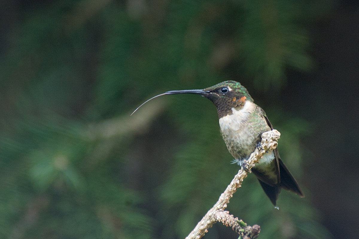 RUBY THROATED HUMMINGBIRD - MALE