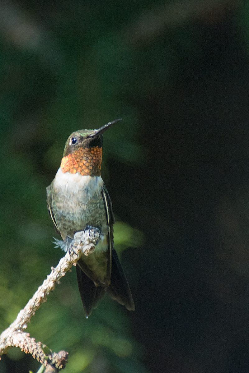 RUBY THROATED HUMMINGBIRD - MALE