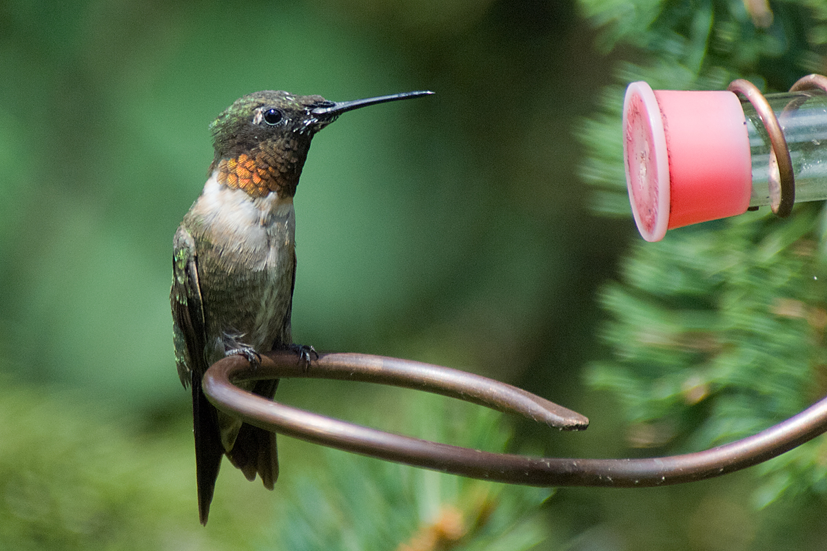 RUBY THROATED HUMMINGBIRD - MALE