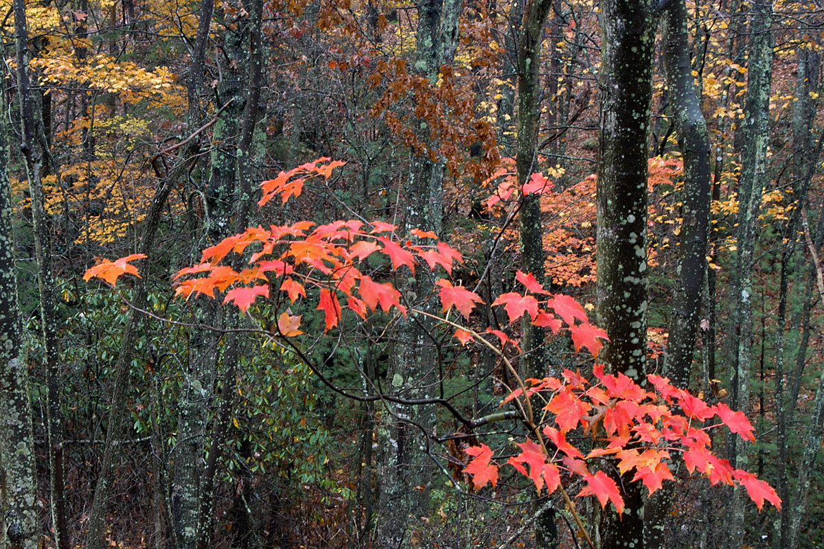 RED RIVER GORGE