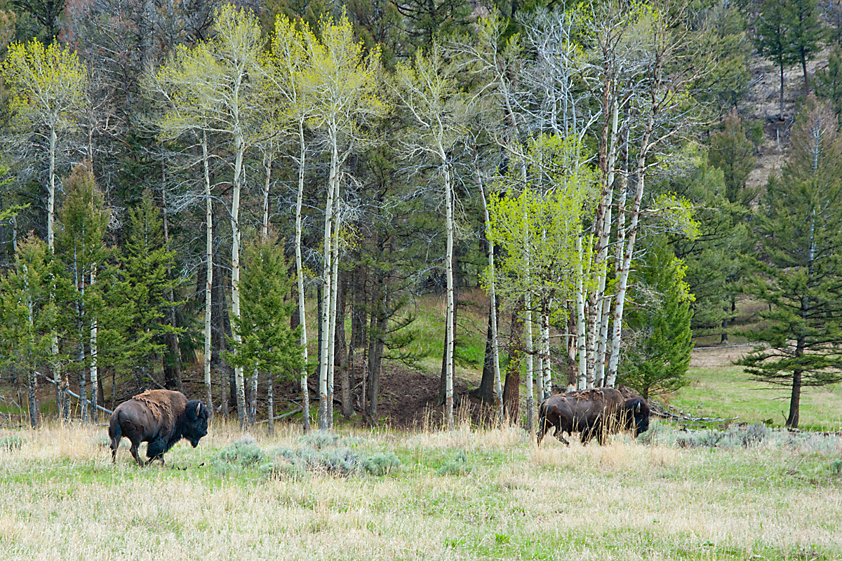 BISON