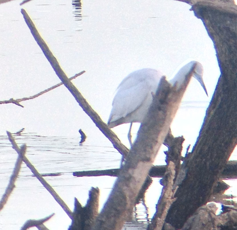 Little Blue Heron 2