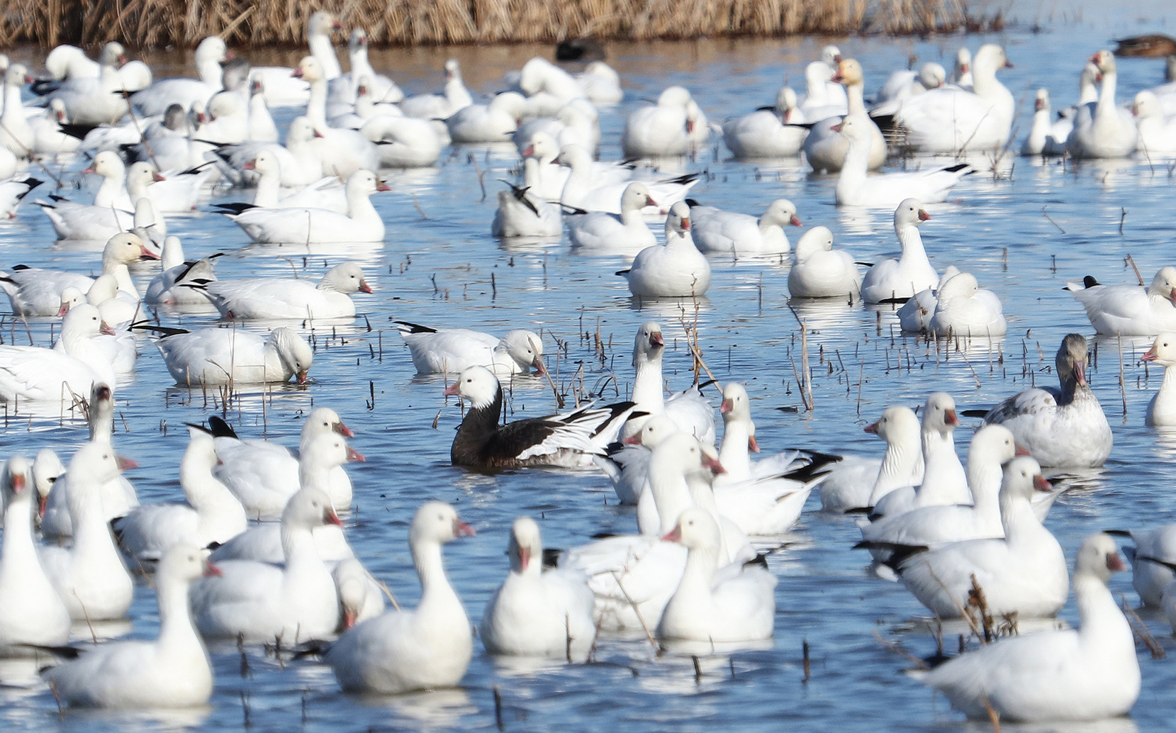 Blue Ross Goose