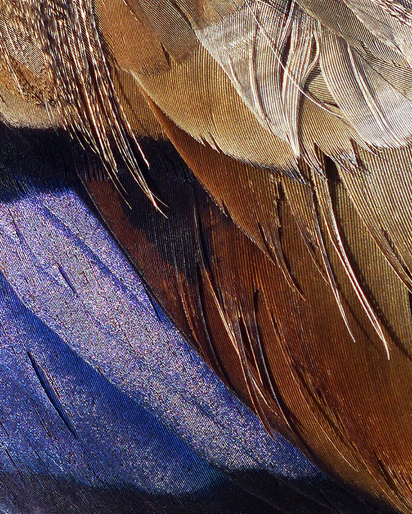 Light - As A Feather