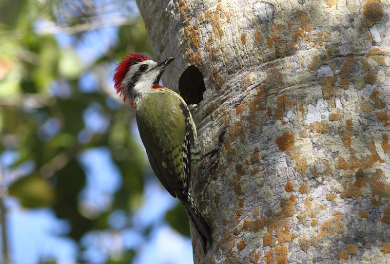Cuban Green Woodpecker