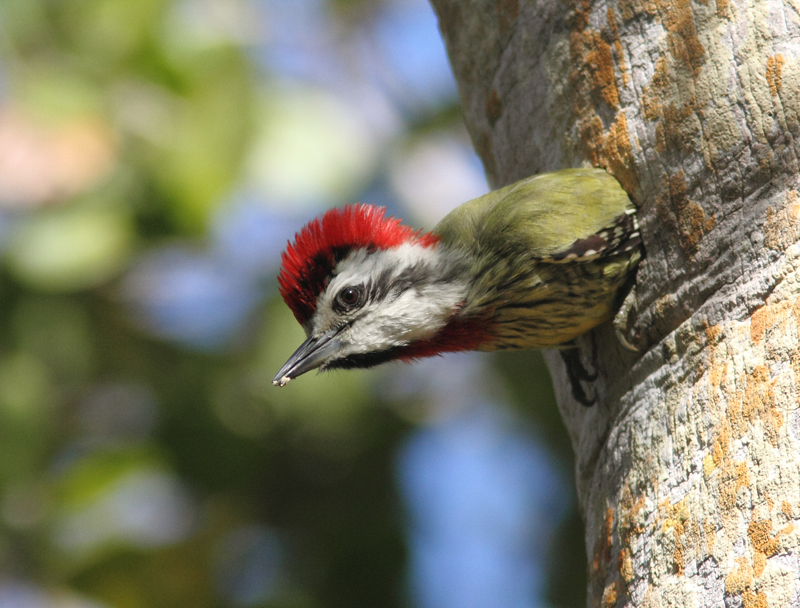 Cuban Green Woodpecker