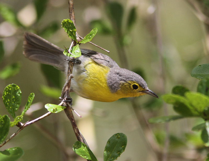 Oriente Warbler