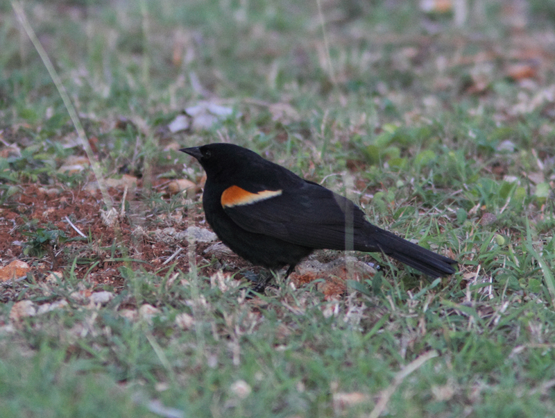 Tawny-shouldered Blackbird 