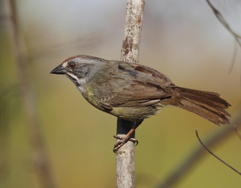 Zapata Sparrow  