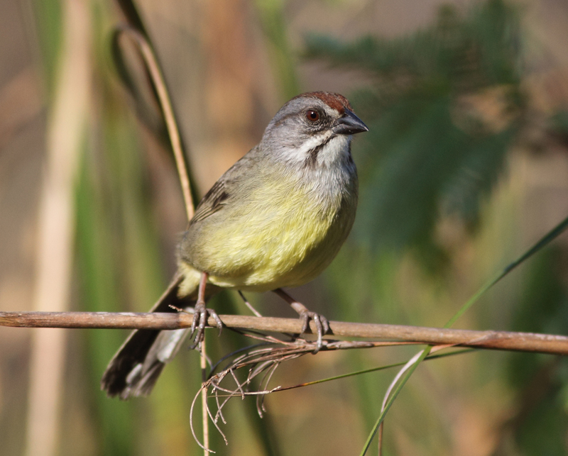 Zapata Sparrow  