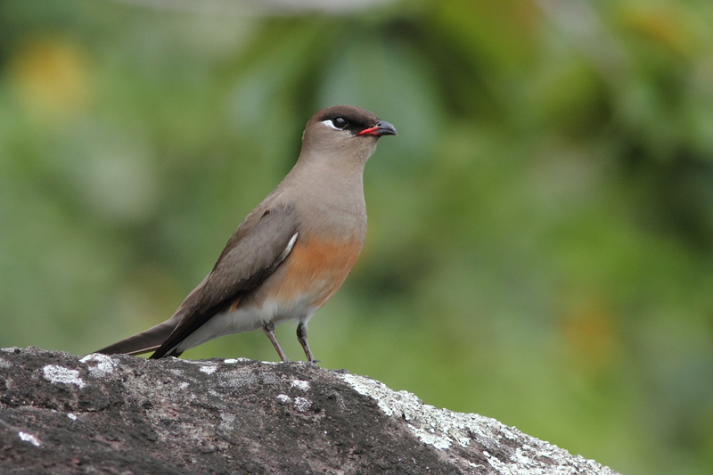 Madagascar Pratincole 