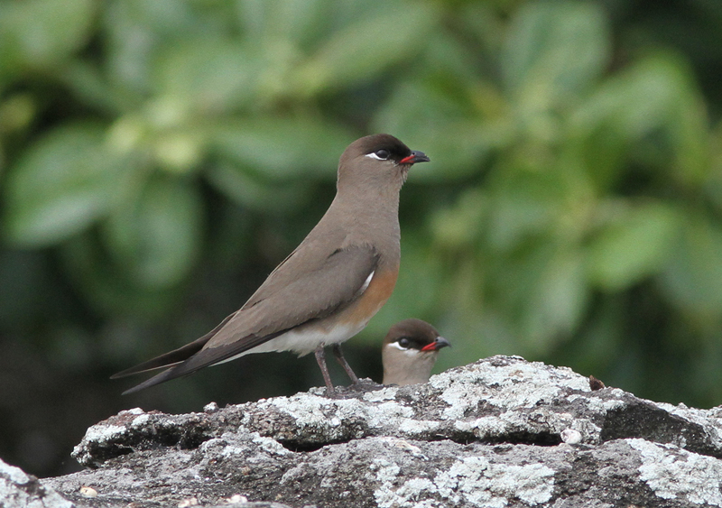 Madagascar Pratincole