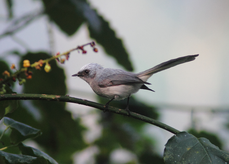 Blue-and-white Crested-flycatcher