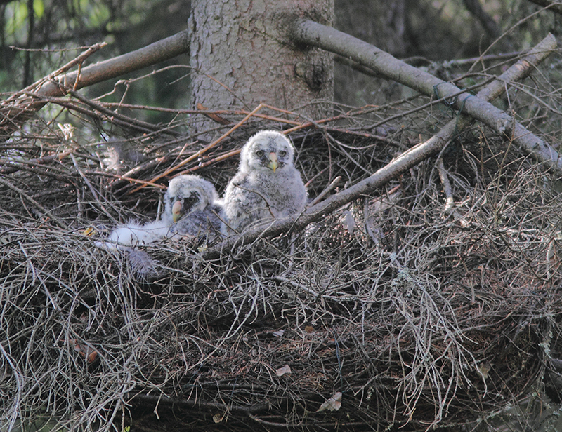 Great Grey Owl