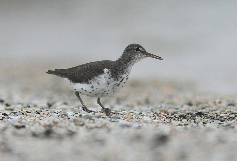 Spotted Sandpiper