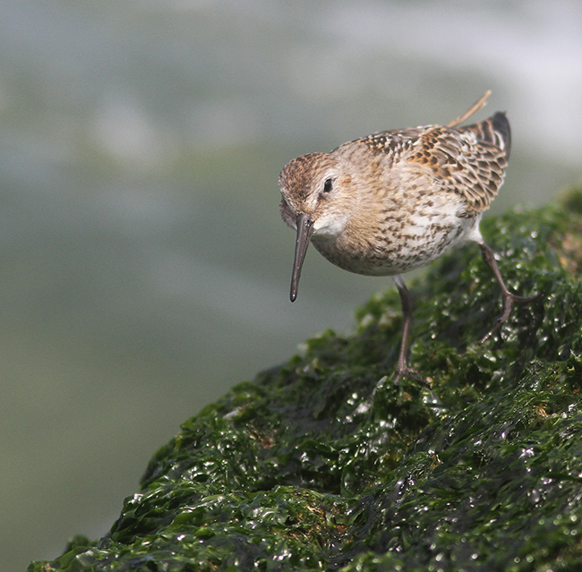 Dunlin