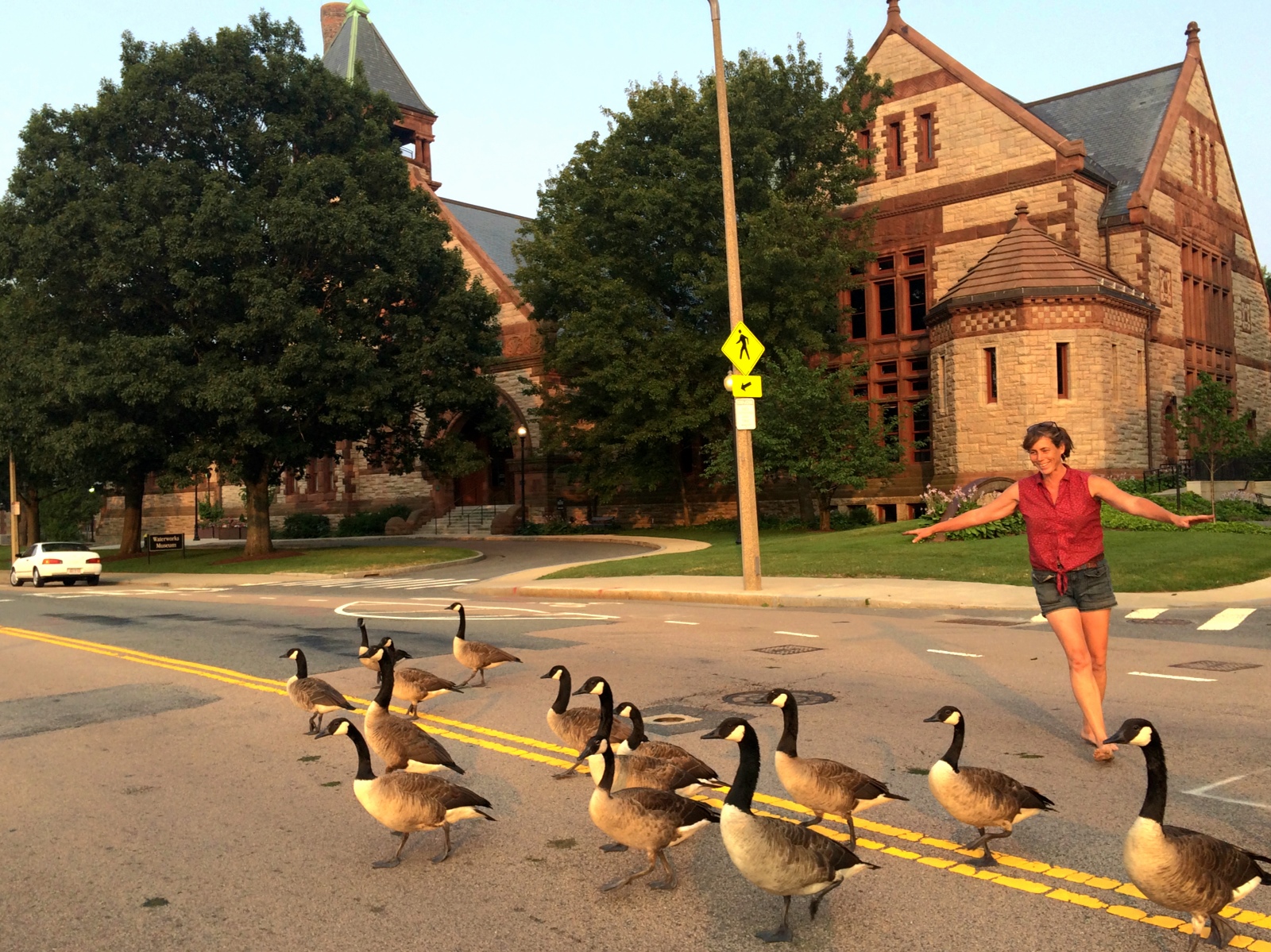 Geese Crossing