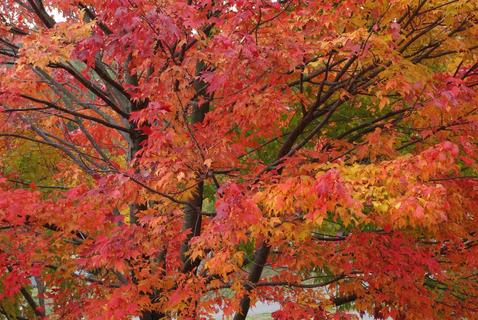 Red Maple