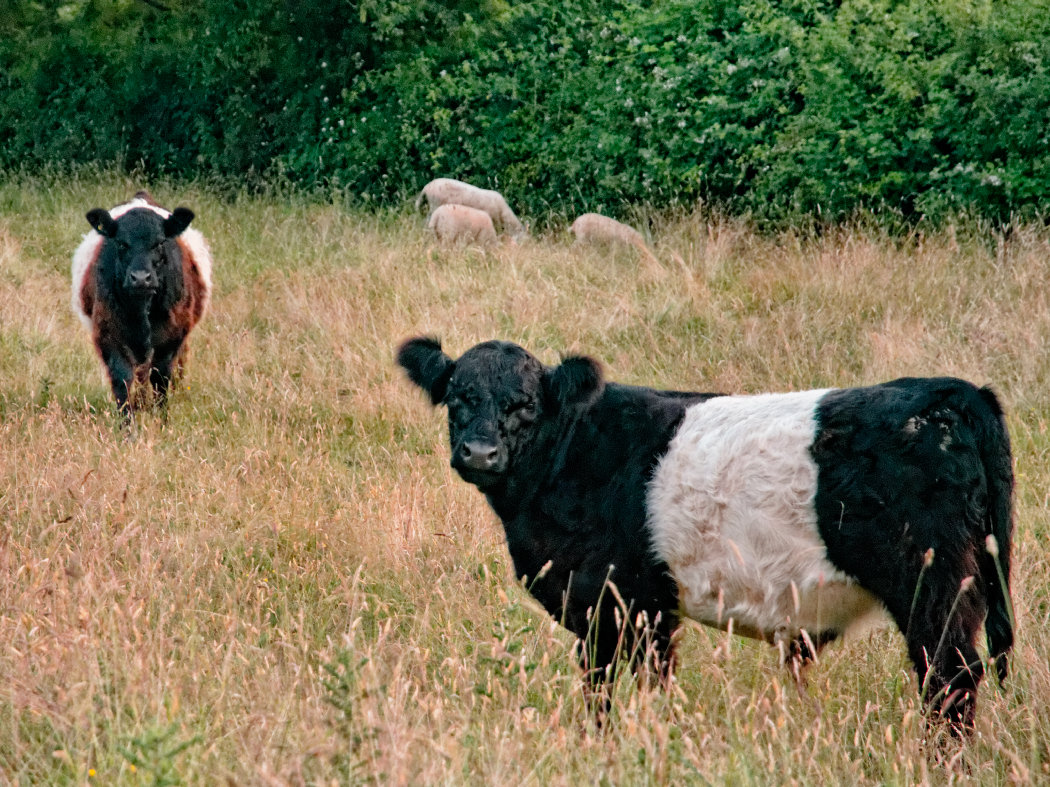 Belted Galloway bullocks