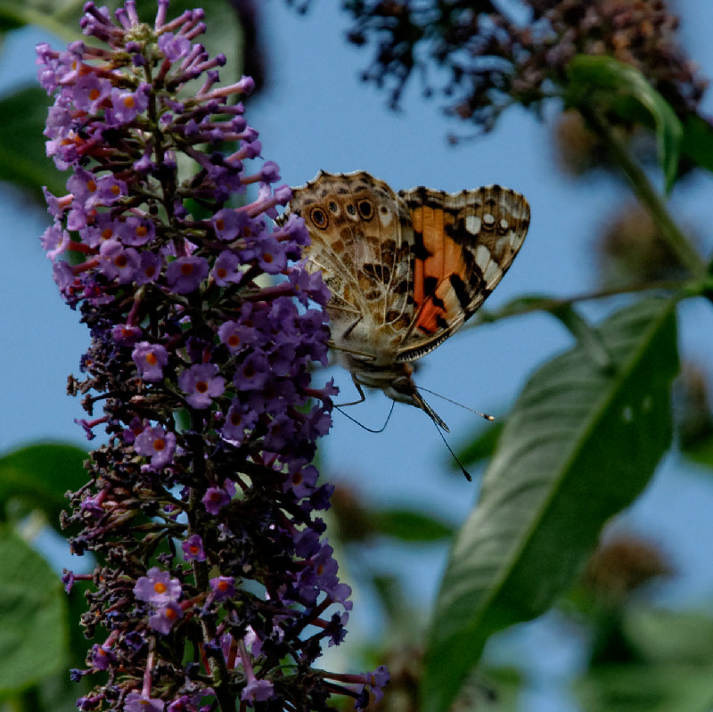 Painted Lady