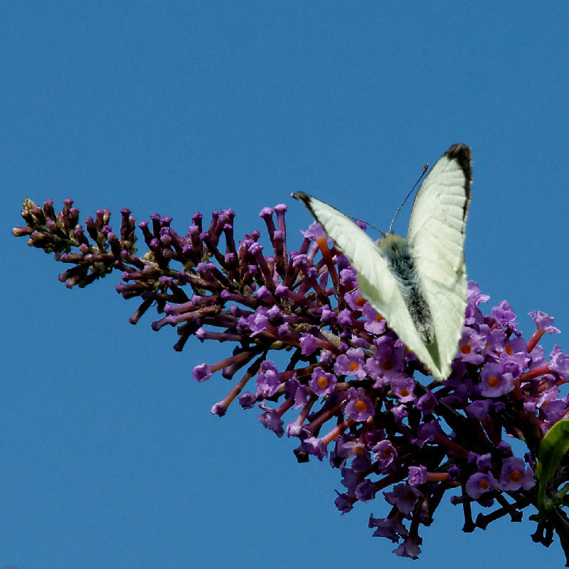 Large White