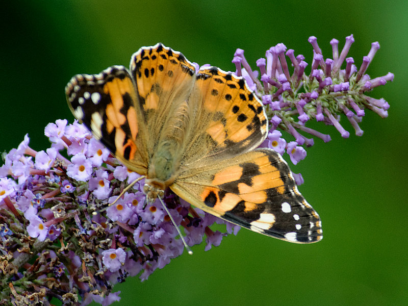 The Painted Lady 