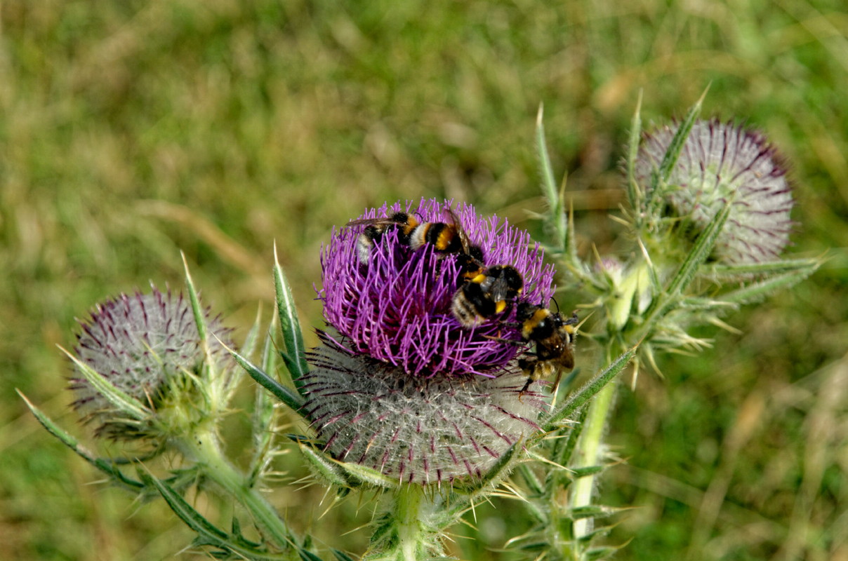 making a bee line