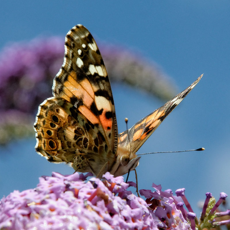 The painted lady back
